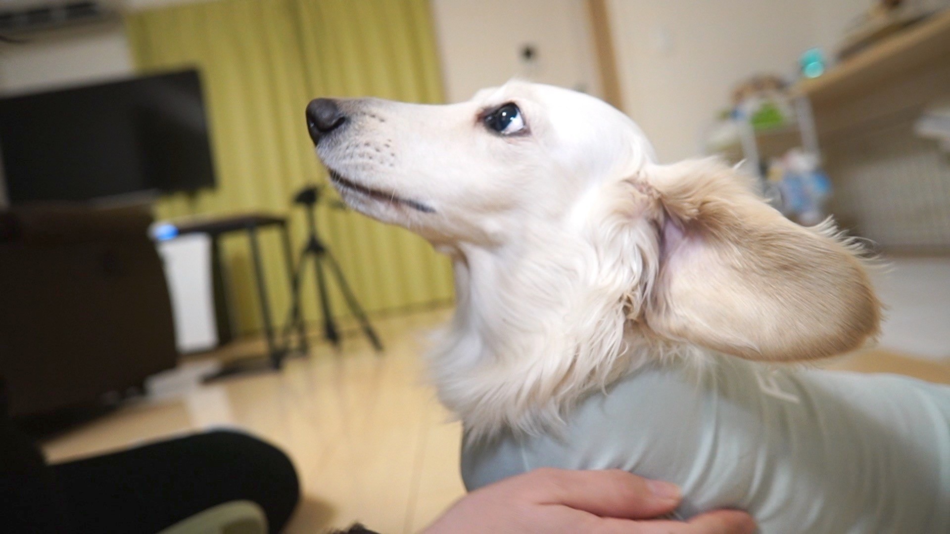 輝きを取り戻したワンコ