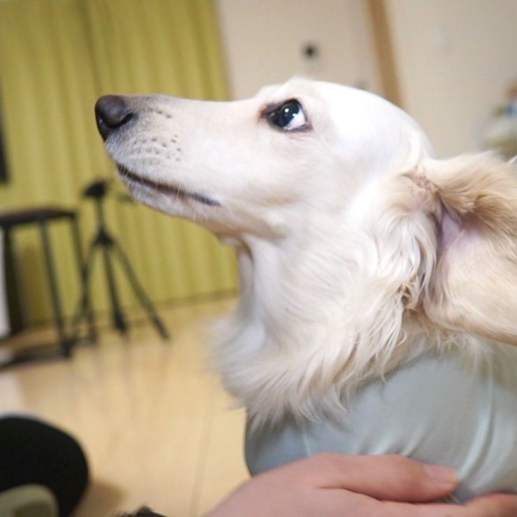 輝きを取り戻したワンコ