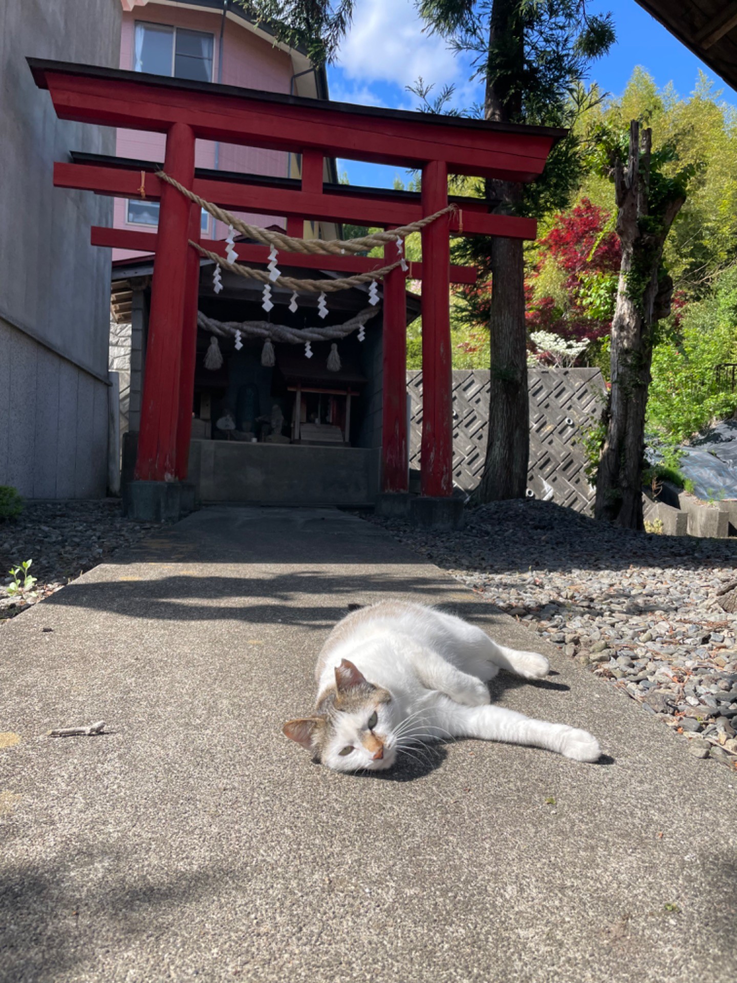 さくらねこになったお母さん