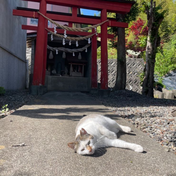 さくらねこになったお母さん