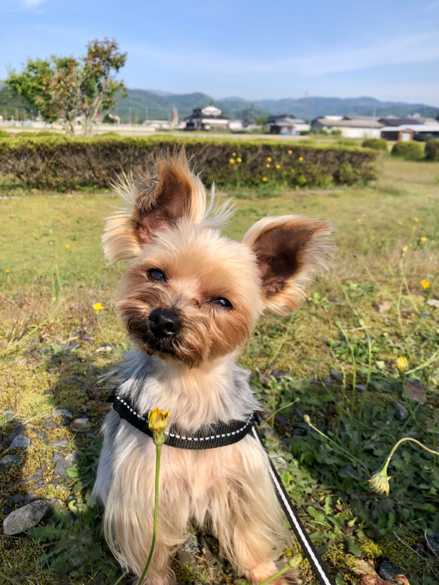 バラードを歌います