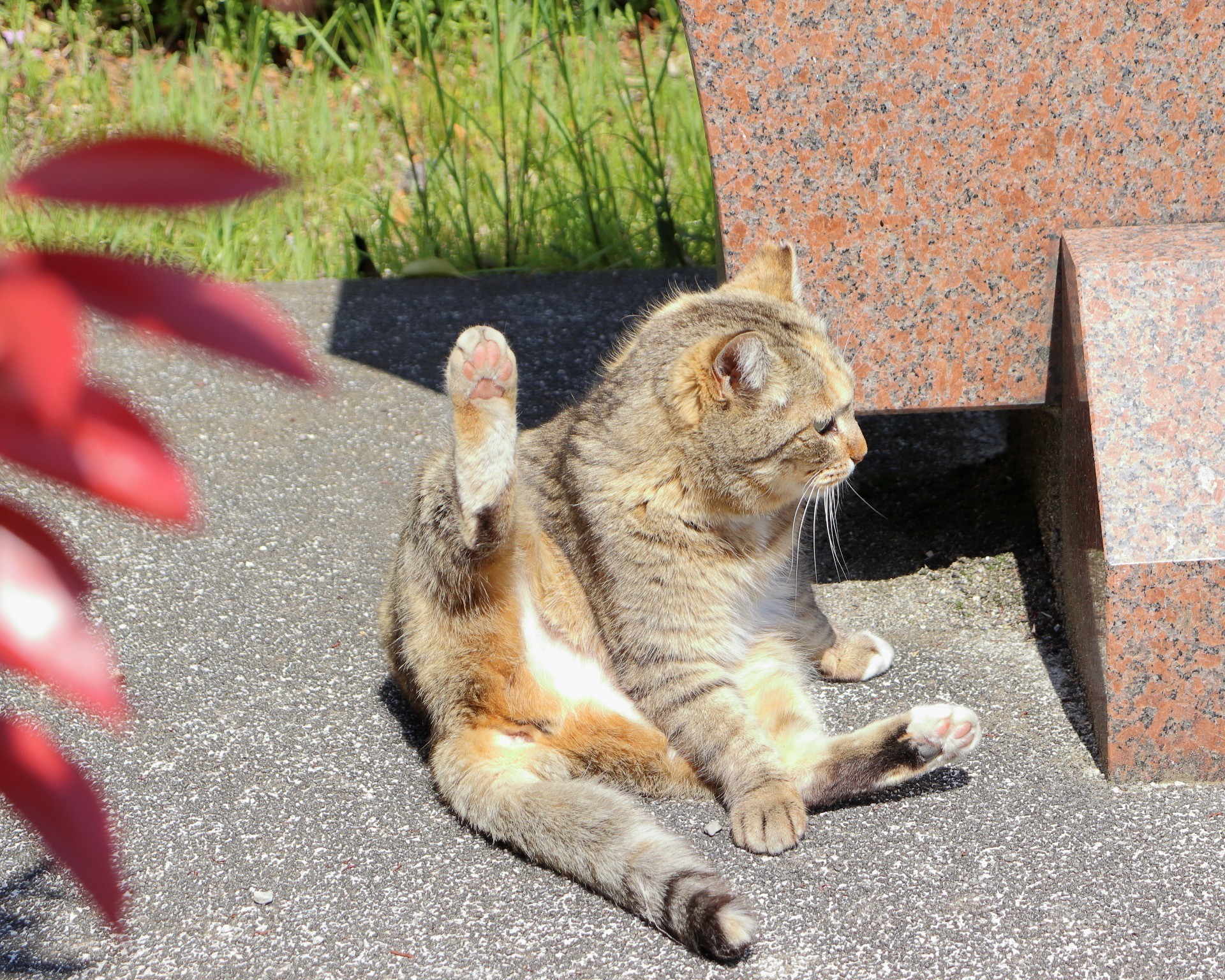 日向のねこ