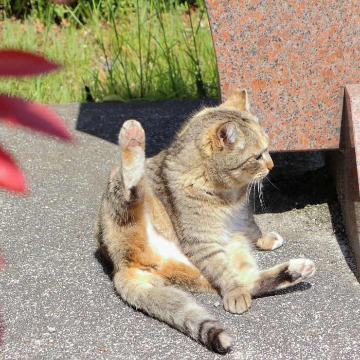 日向のねこ