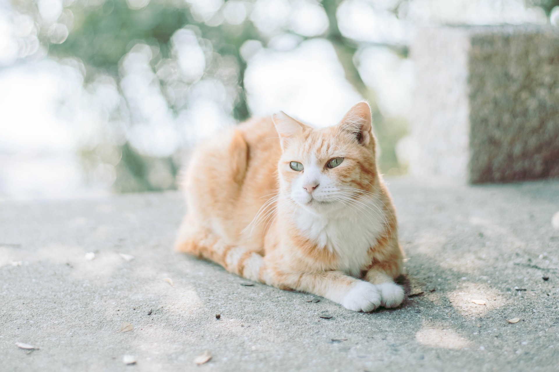 美しすぎる、キャッツアイ。