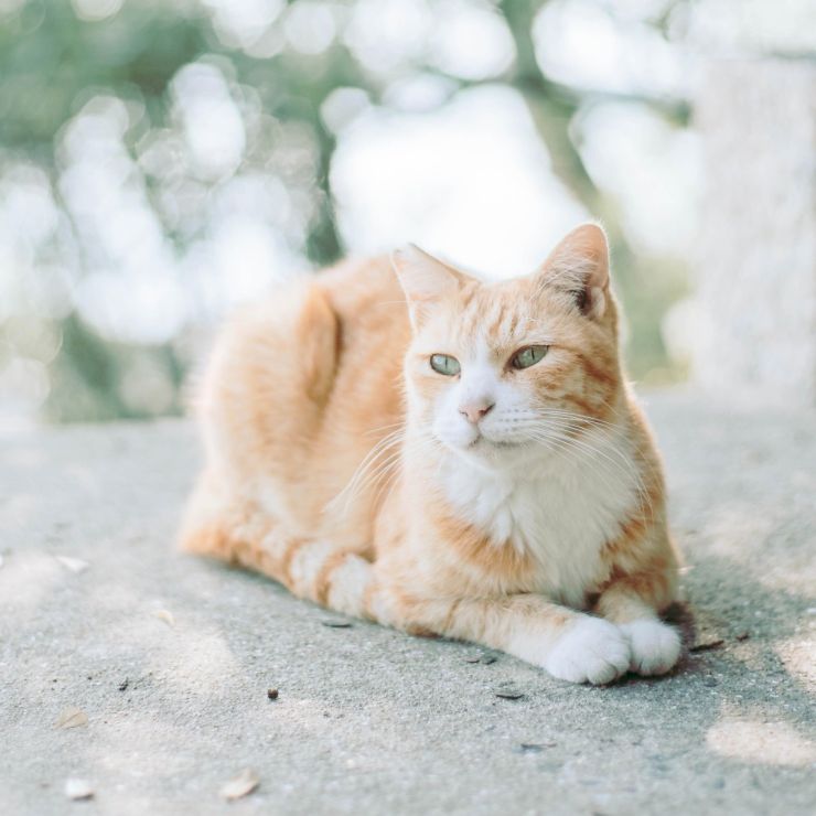 美しすぎる、キャッツアイ。