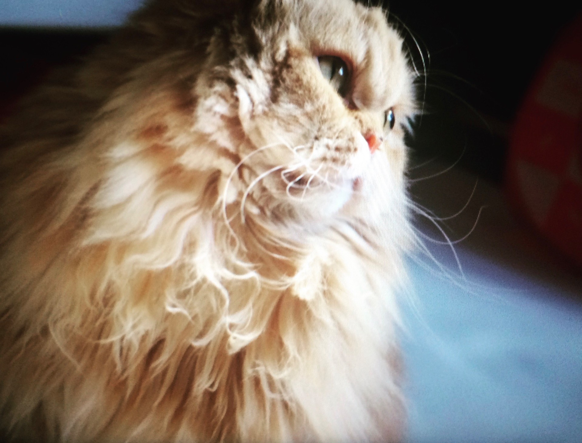 カゴからでられなかった猫