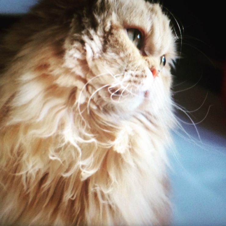 カゴからでられなかった猫