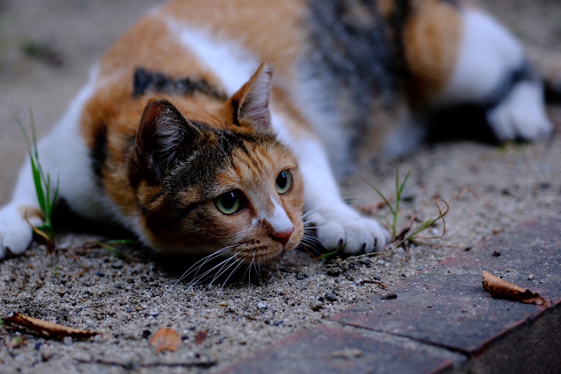 元地域猫・ゆうづき