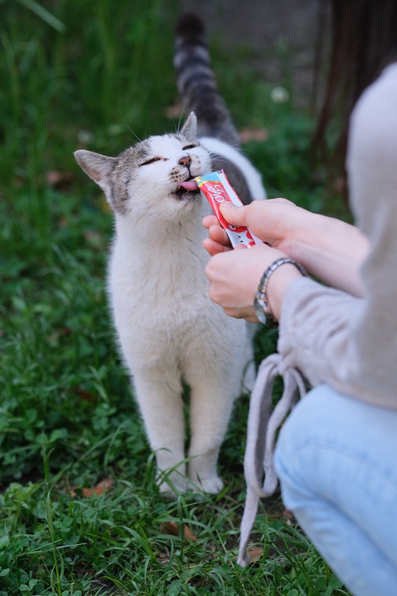 地域猫・みーちゃん
