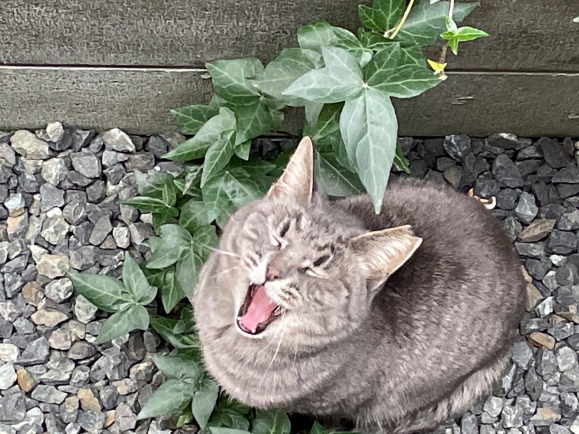ふぁーぁ　ごはんまだかなぁ？