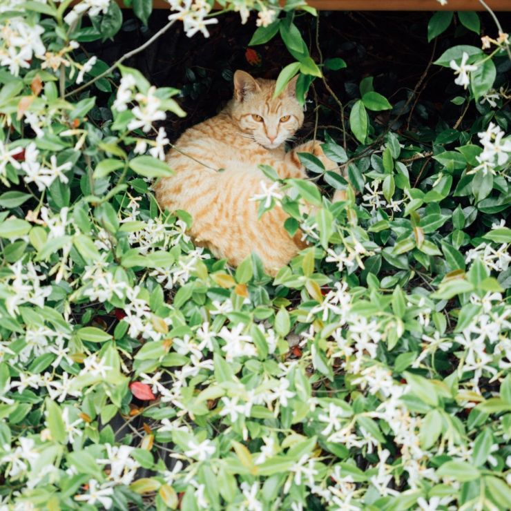 花のベッド