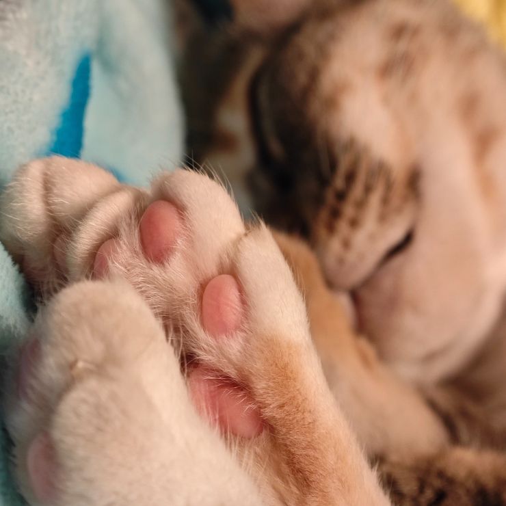 すやすや