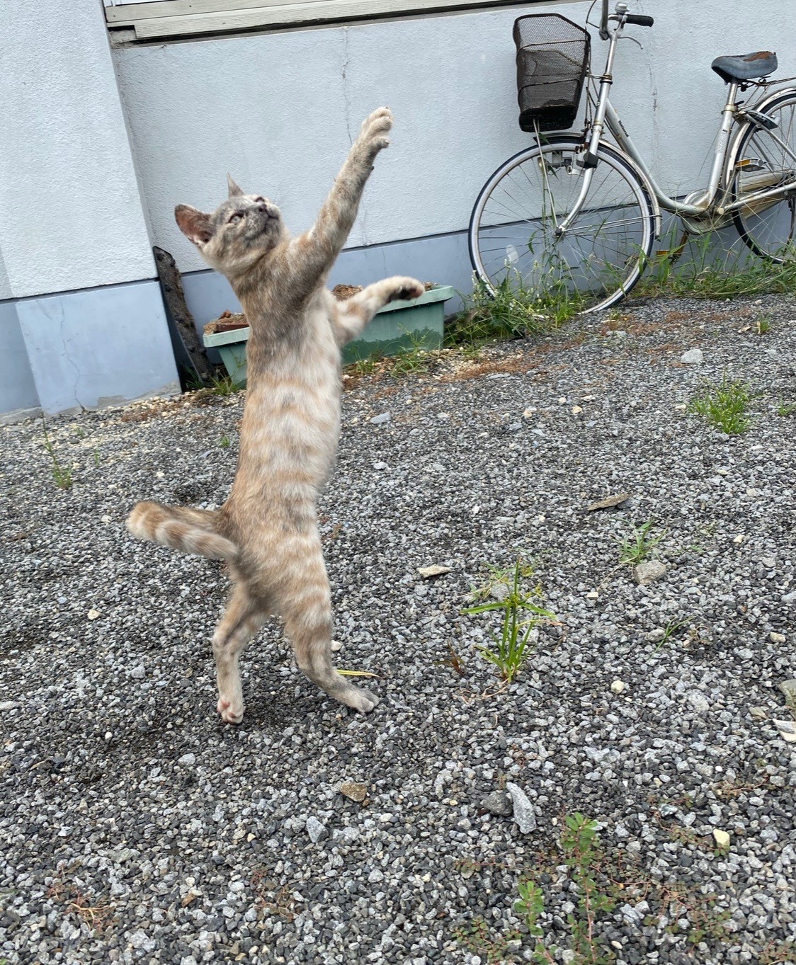 次は家の中で遊ぼうね