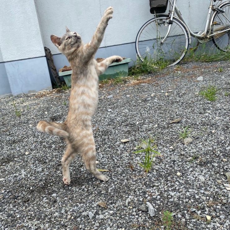 次は家の中で遊ぼうね