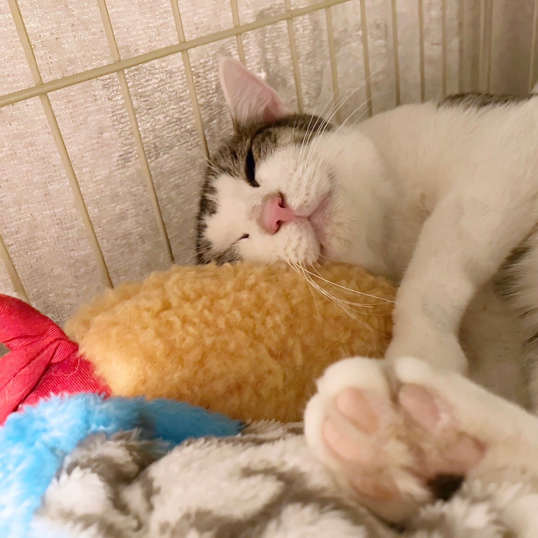 おうちの子になるにゃ。
