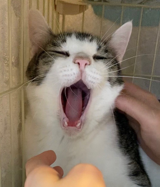 大あくび！