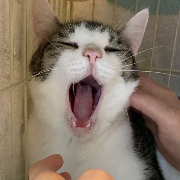 大あくび！