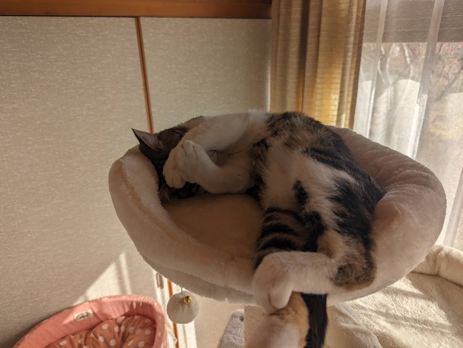 撮られるのははずかしすぎるにゃん