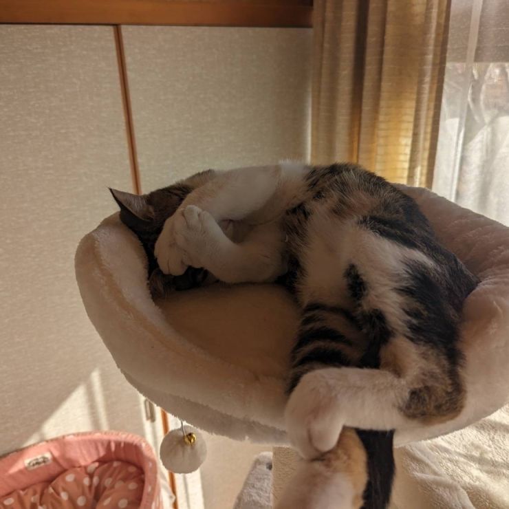 撮られるのははずかしすぎるにゃん
