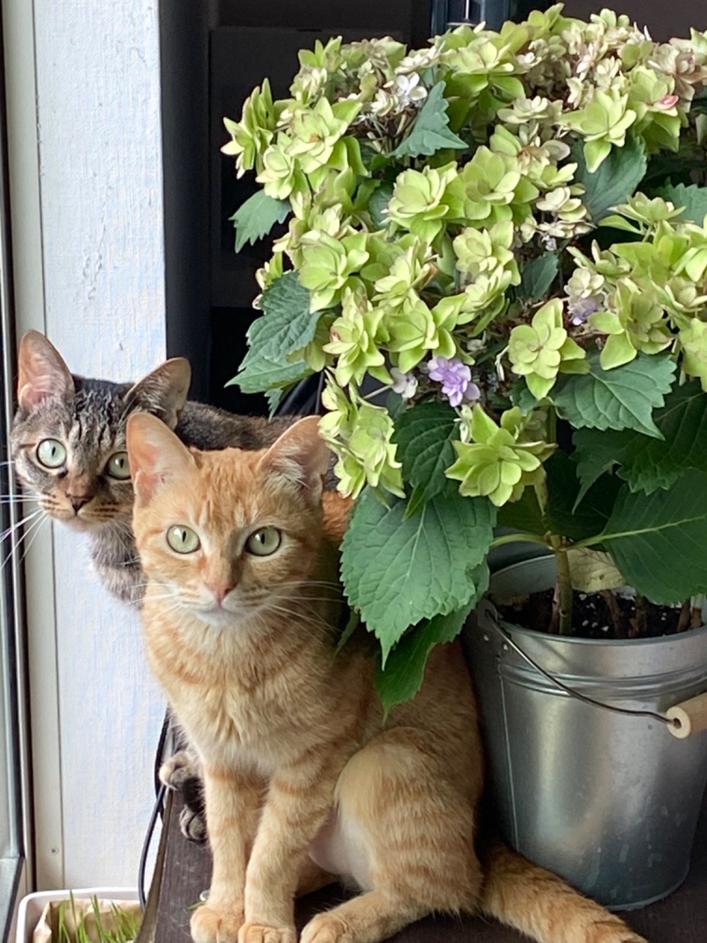 6月の猫