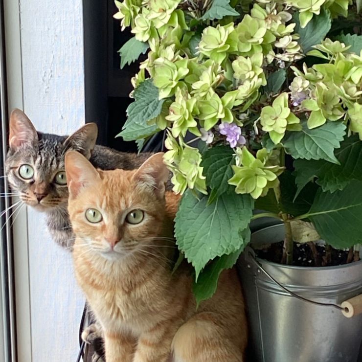 6月の猫