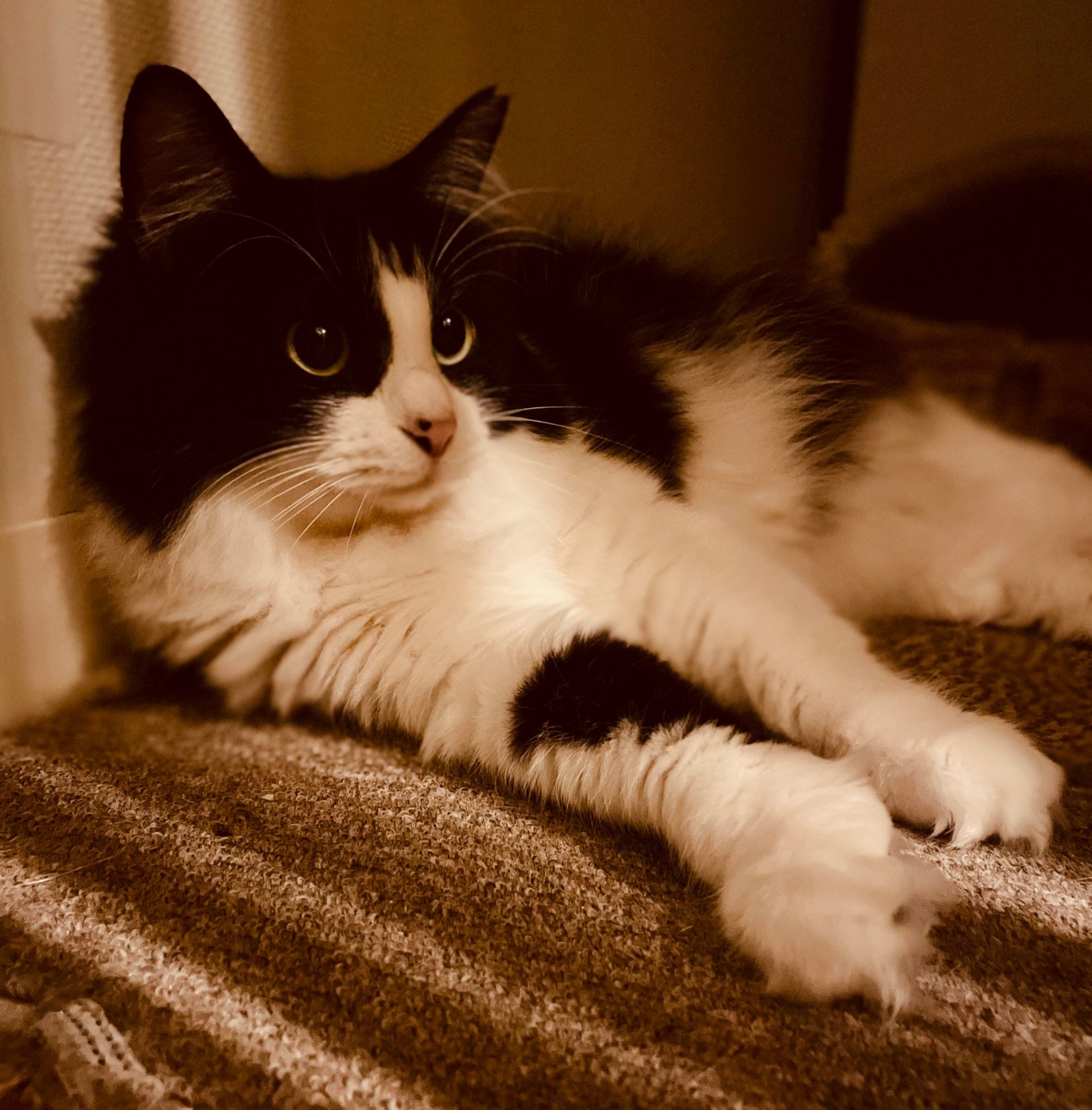 リンゴ猫も健康に生きる！