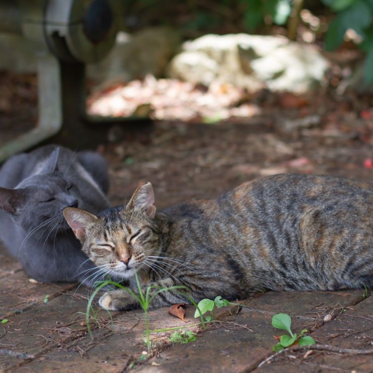 さくらねこず