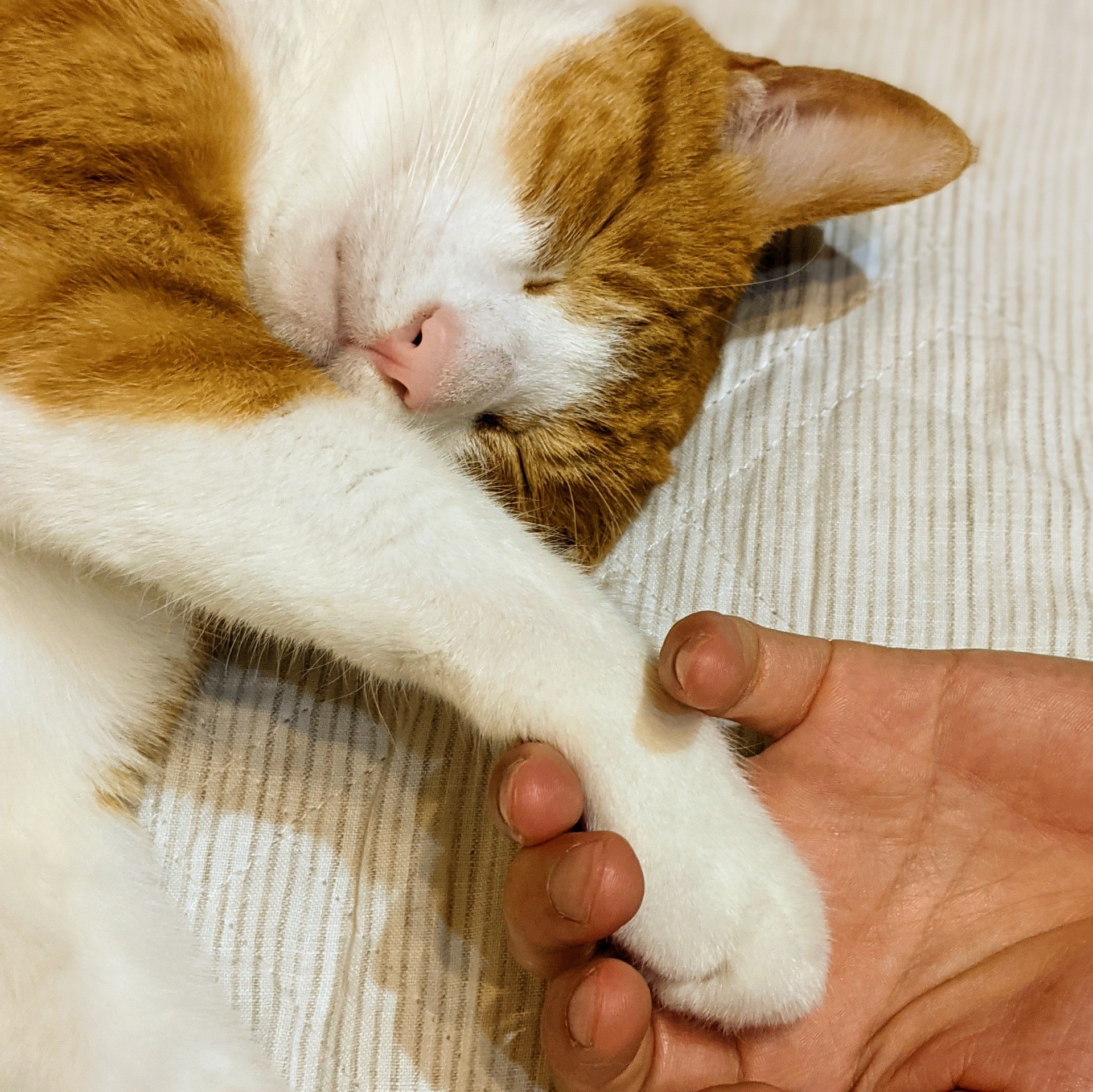 手をつなぐしあわせ