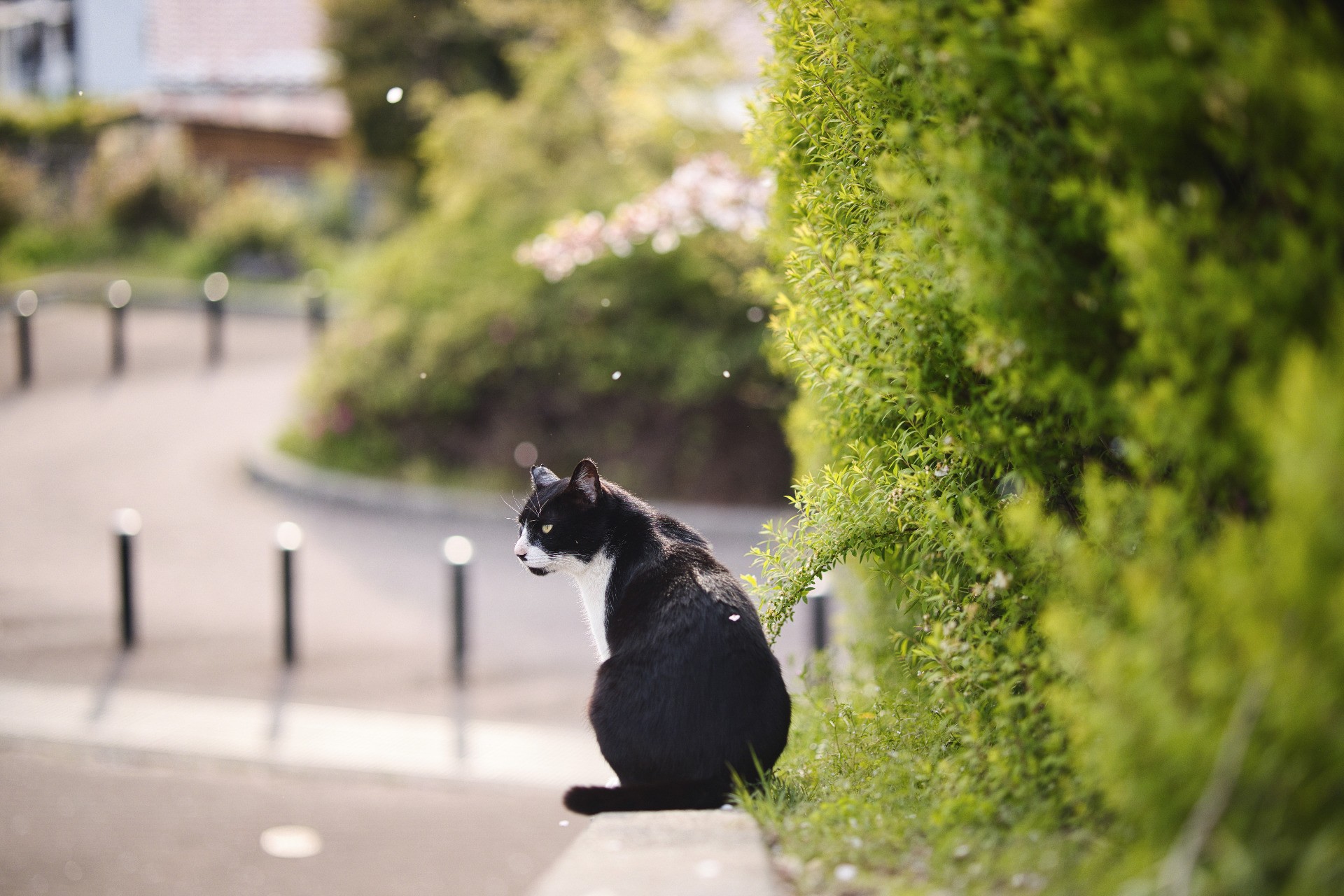 さくらねこ2023