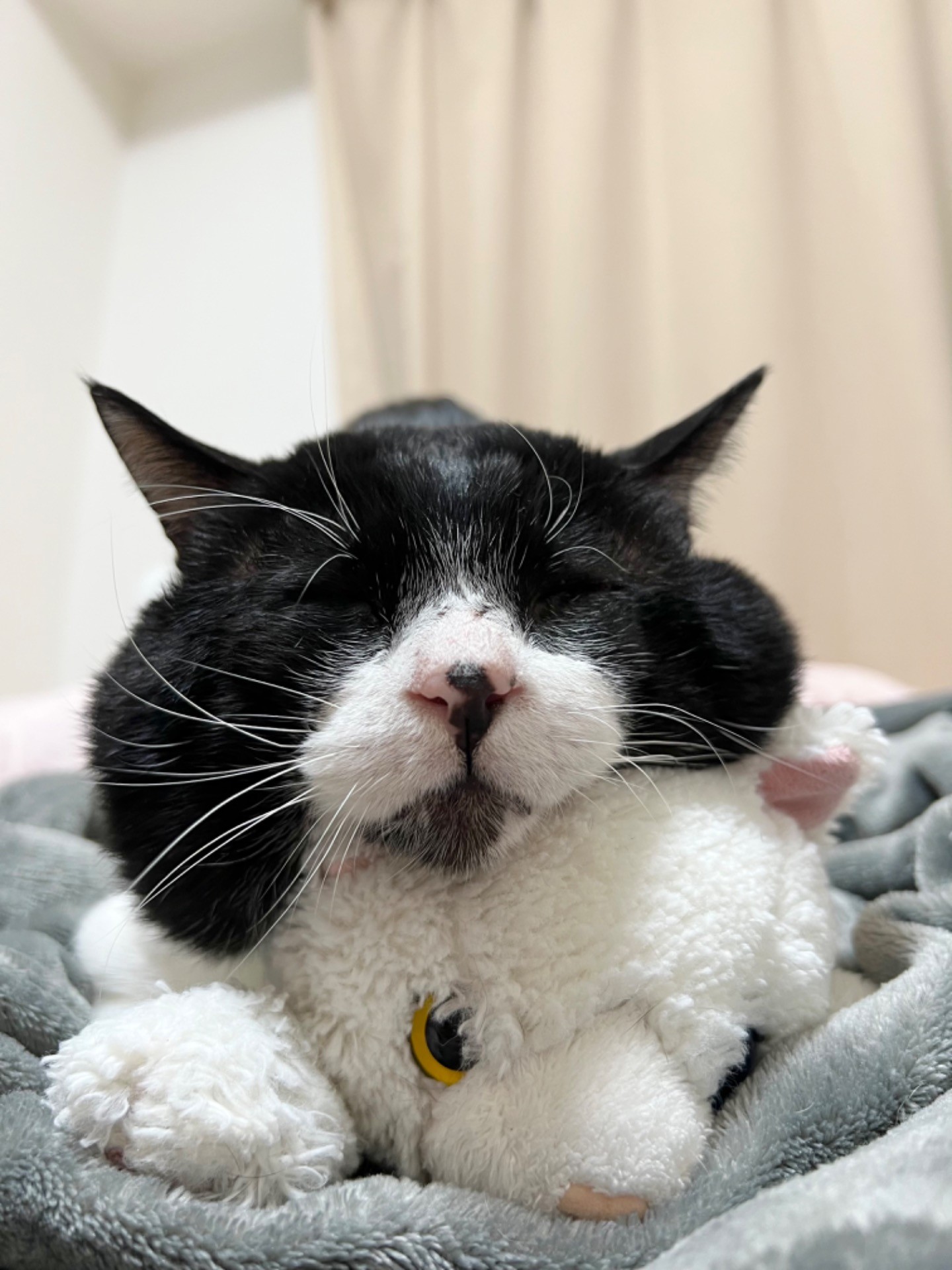 お友達はシロちゃん