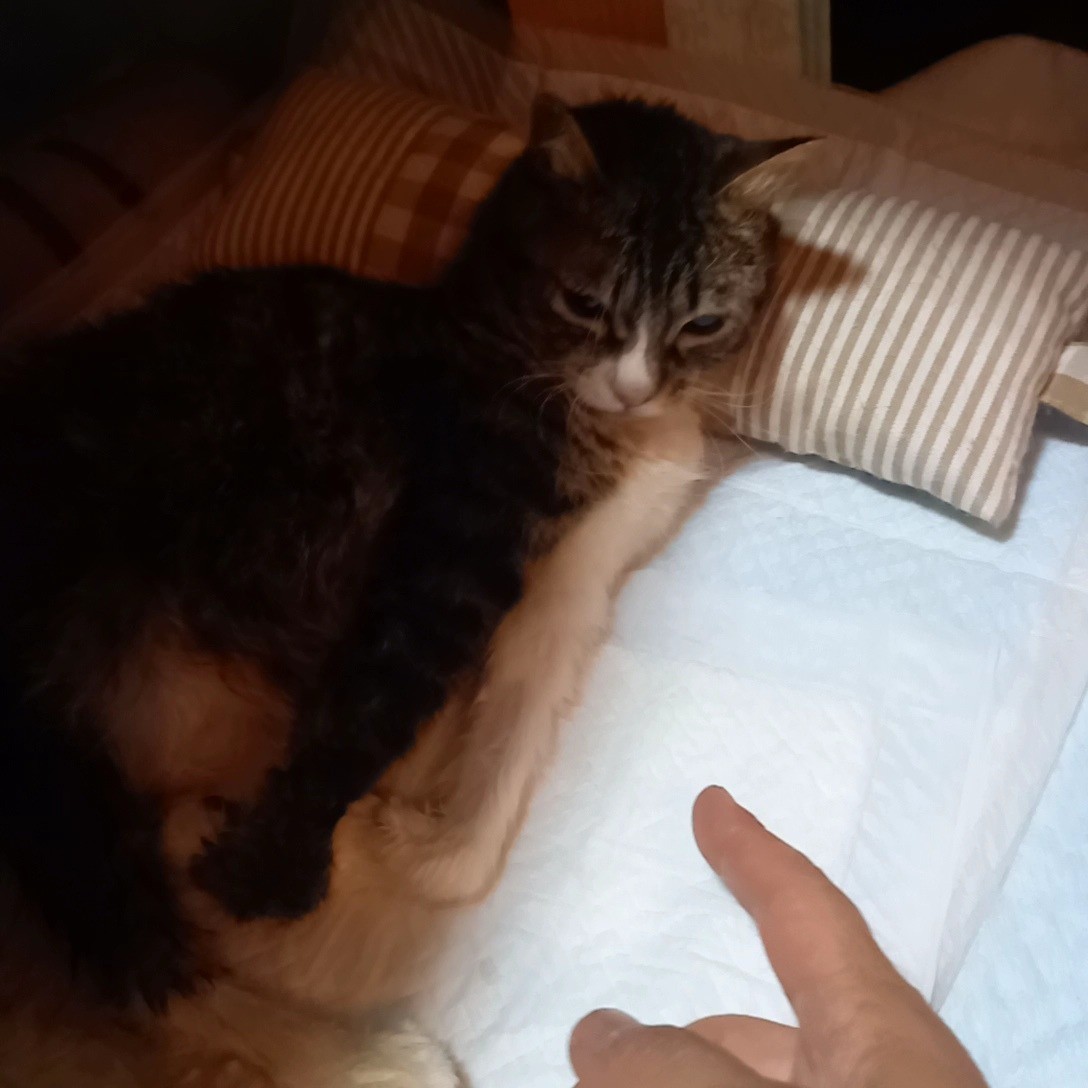 寝たきりだけどボクのトンカチパンチは強いんだ！