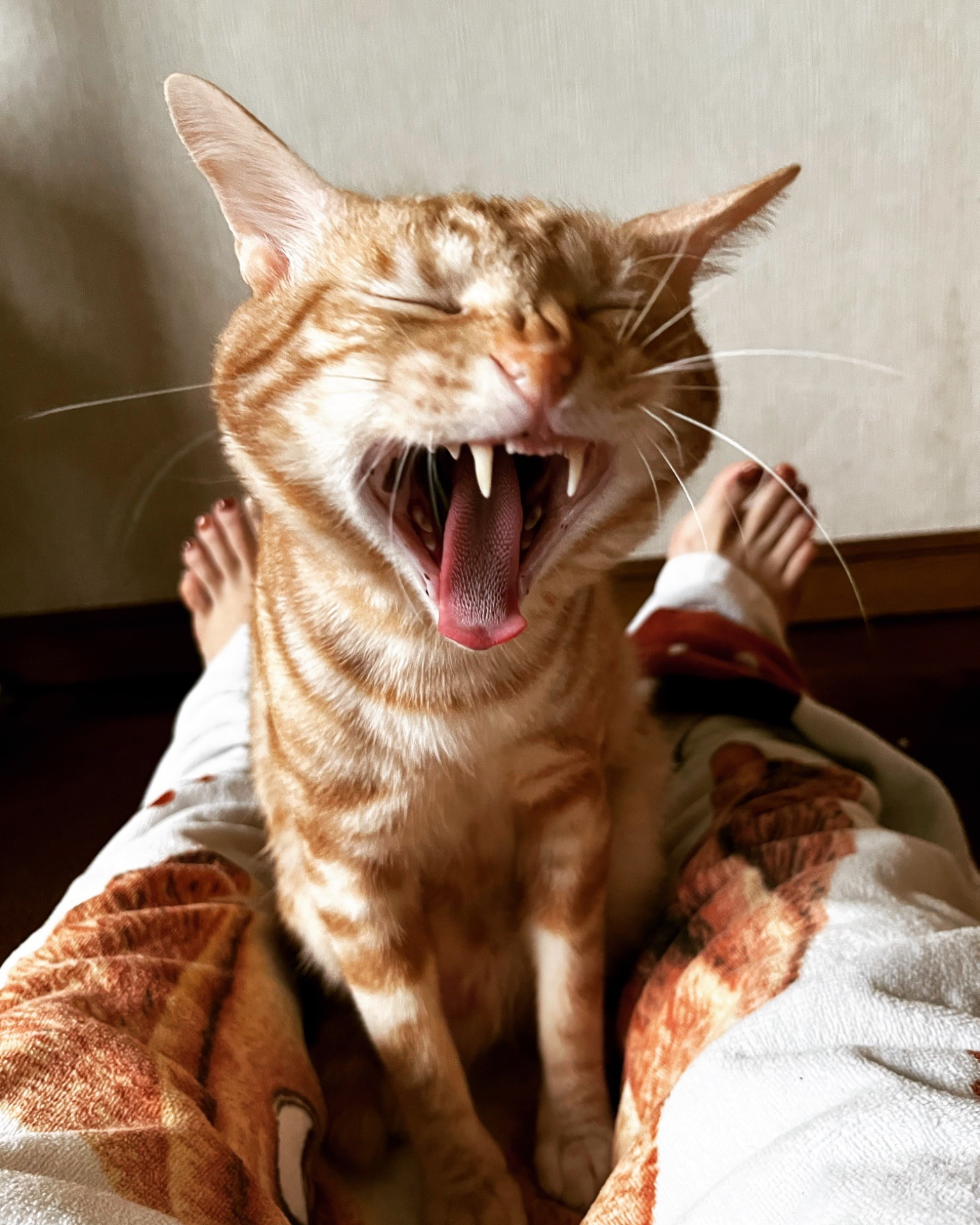 暖かいおうちと、最高のベッド（=飼い主）