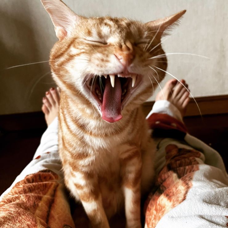 暖かいおうちと、最高のベッド（=飼い主）