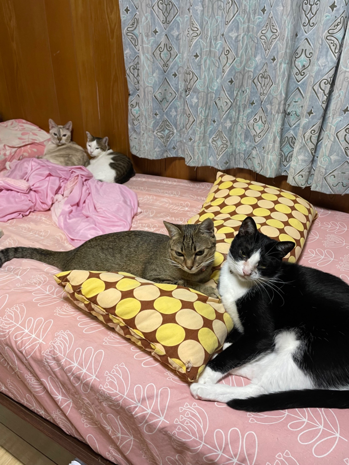 仲良しこよし