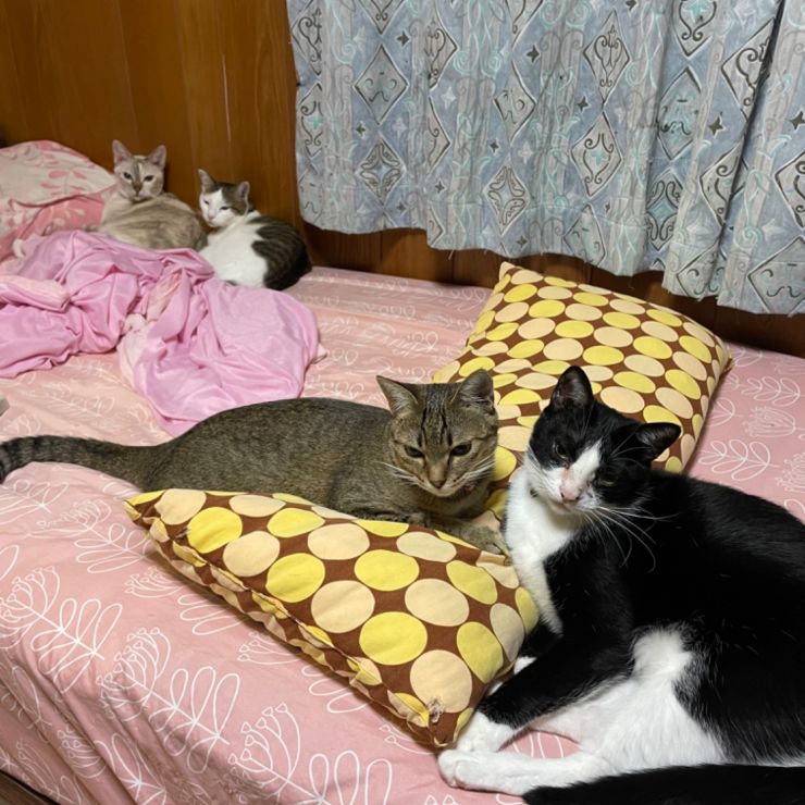 仲良しこよし
