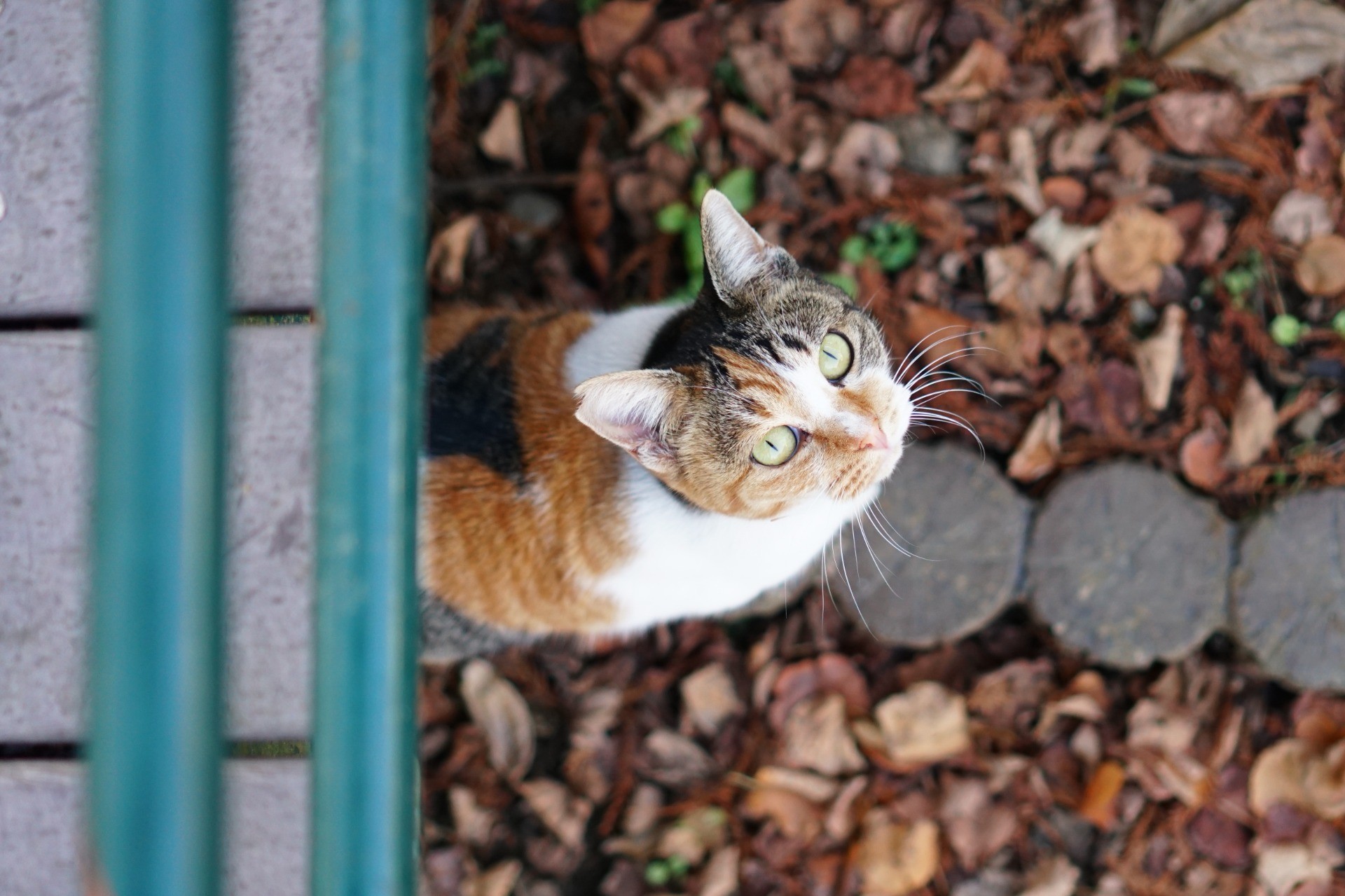 上を向いて歩こう