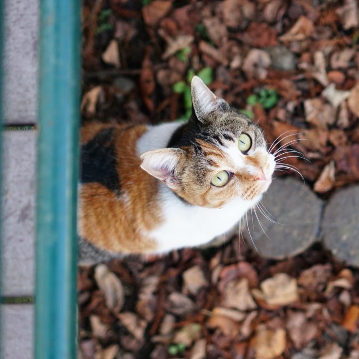 上を向いて歩こう