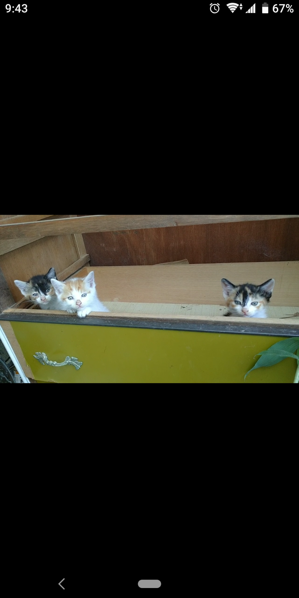 助かったにゃんこ2