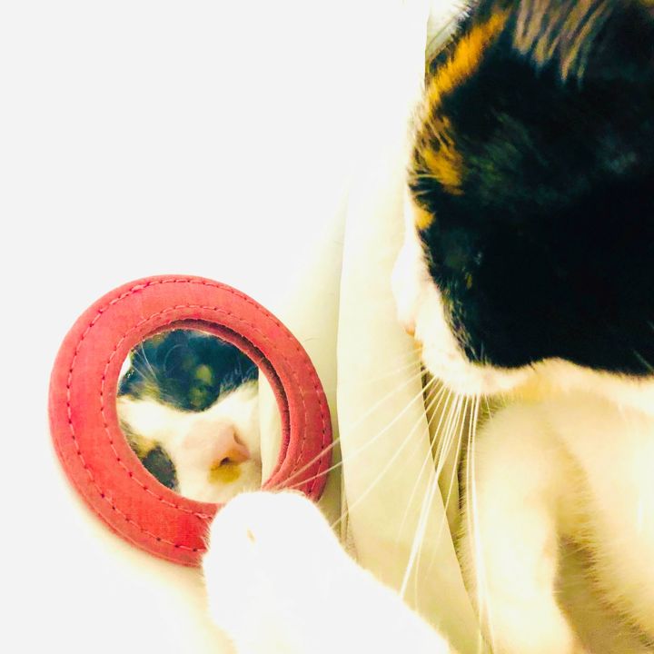 水たまりより、きれいに映るわね