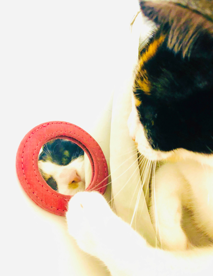 水たまりより、きれいに映るわね