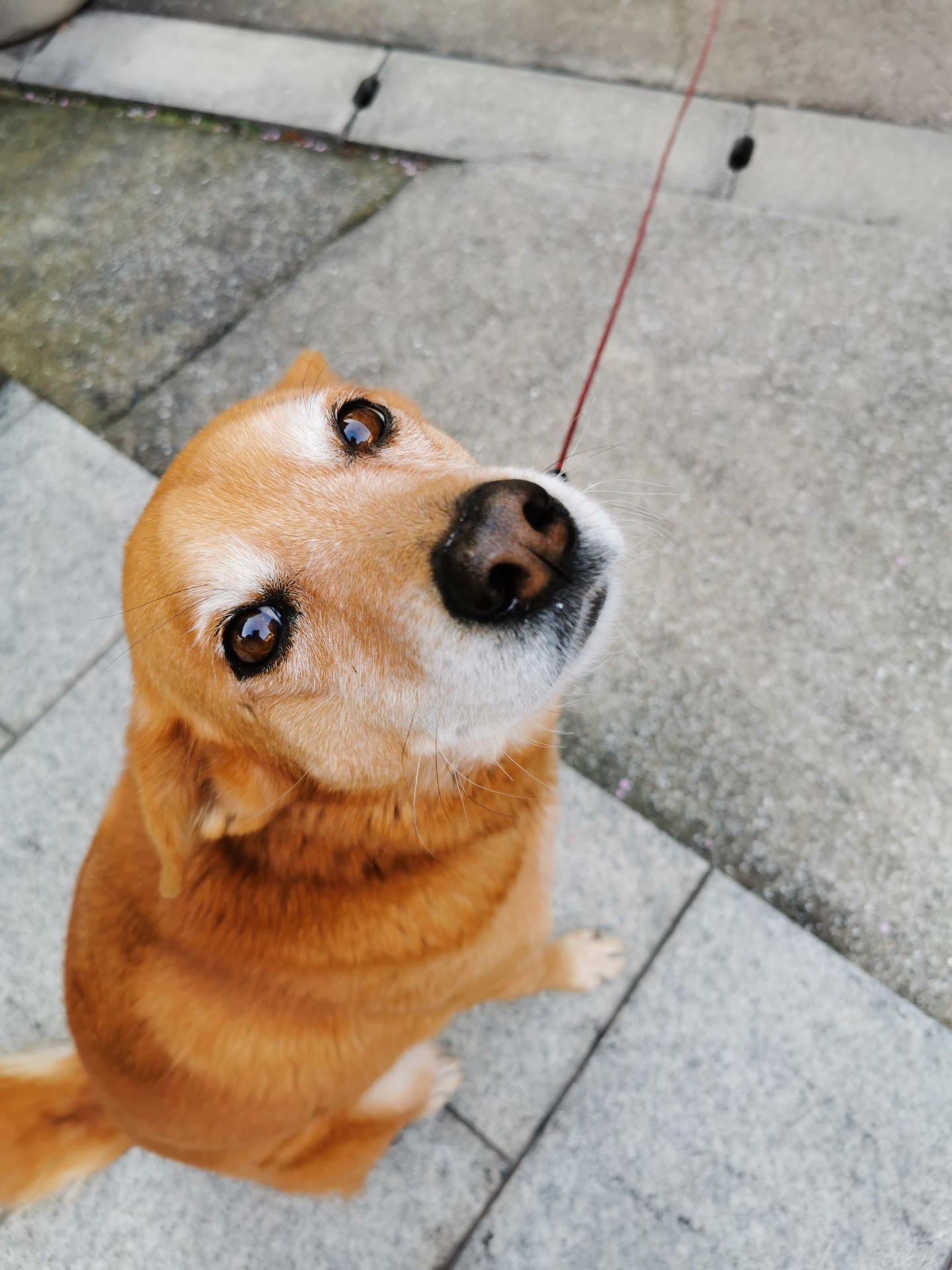 もっとなでて！