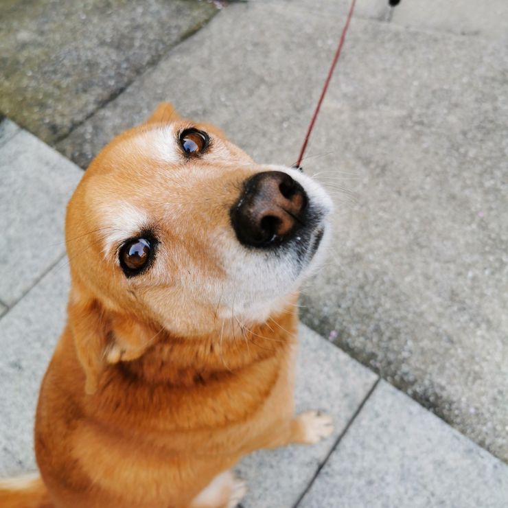 もっとなでて！