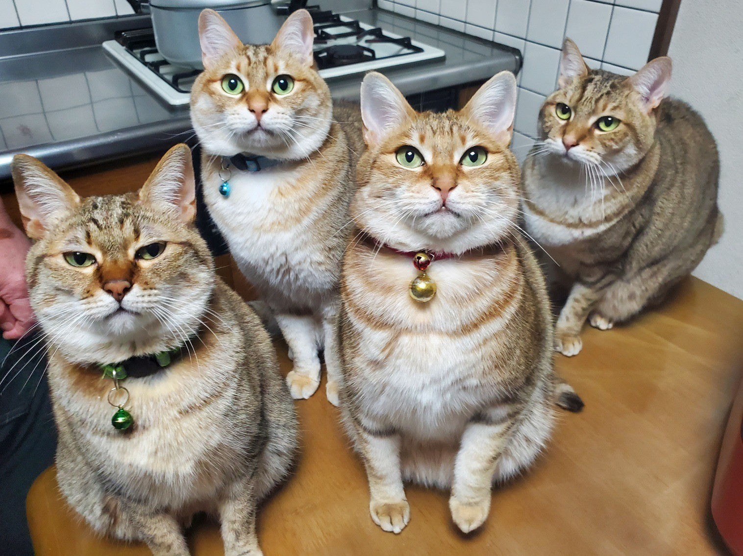 ニャーニャー合唱団