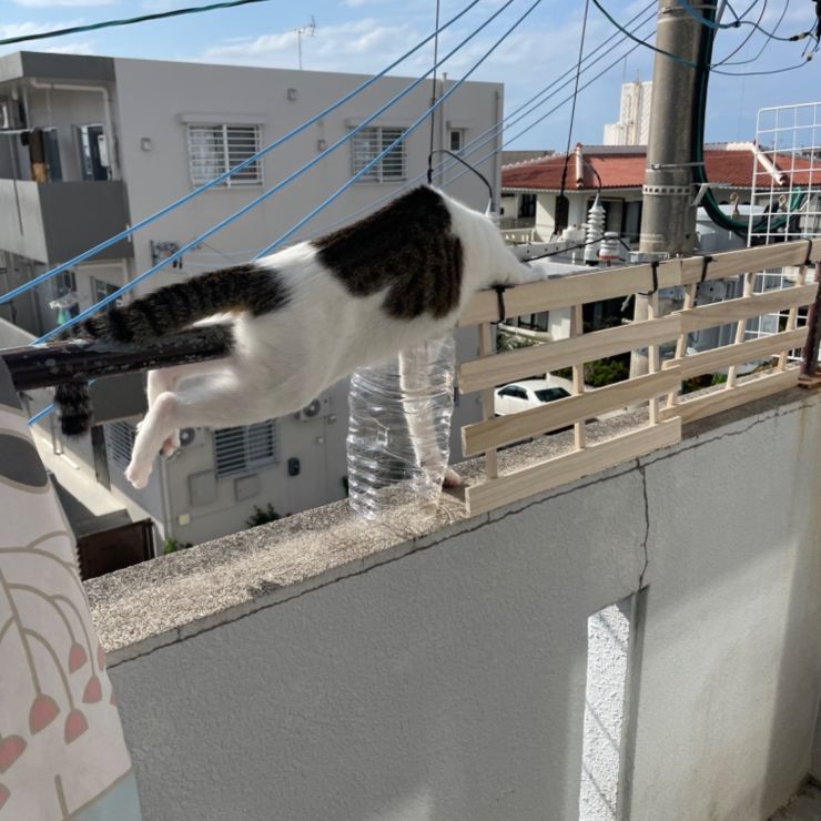 どうしても行きたいの…②
