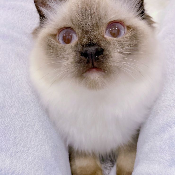 ふわふわ