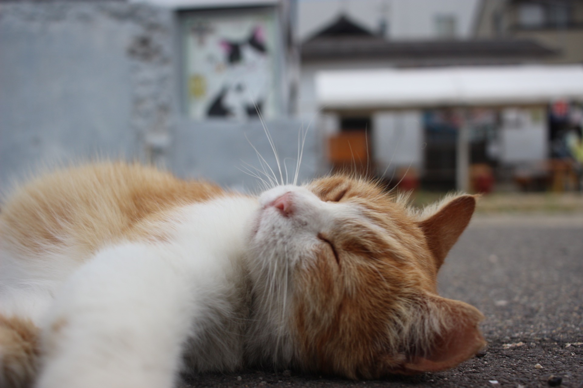 日向ぼっこ最強！