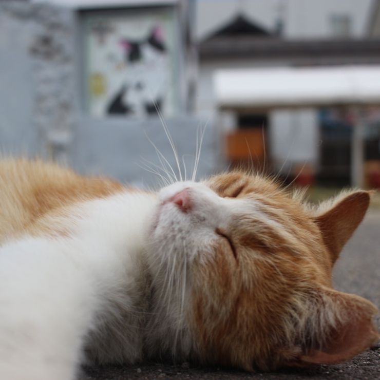 日向ぼっこ最強！