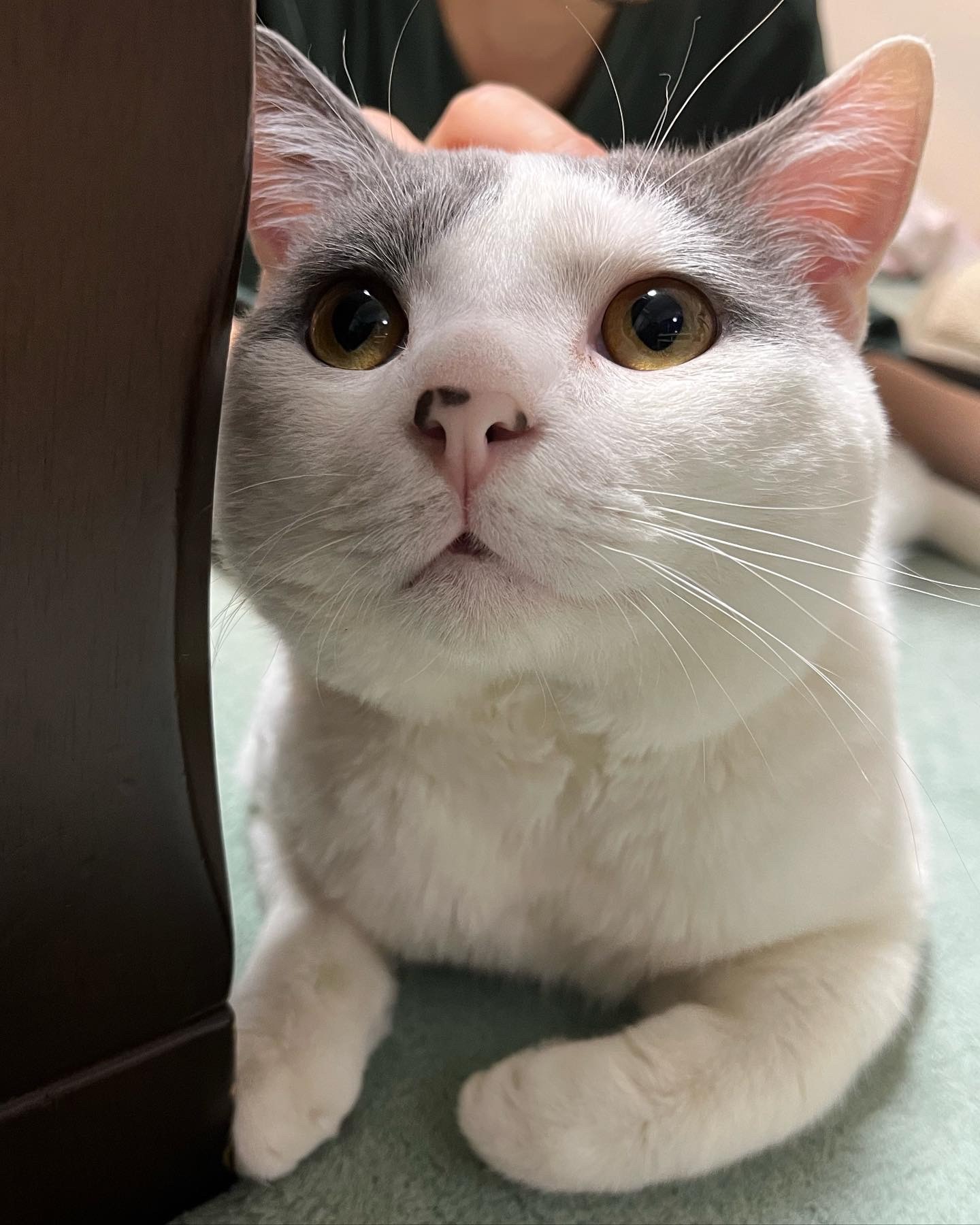 「マー」と鳴くシロちゃん