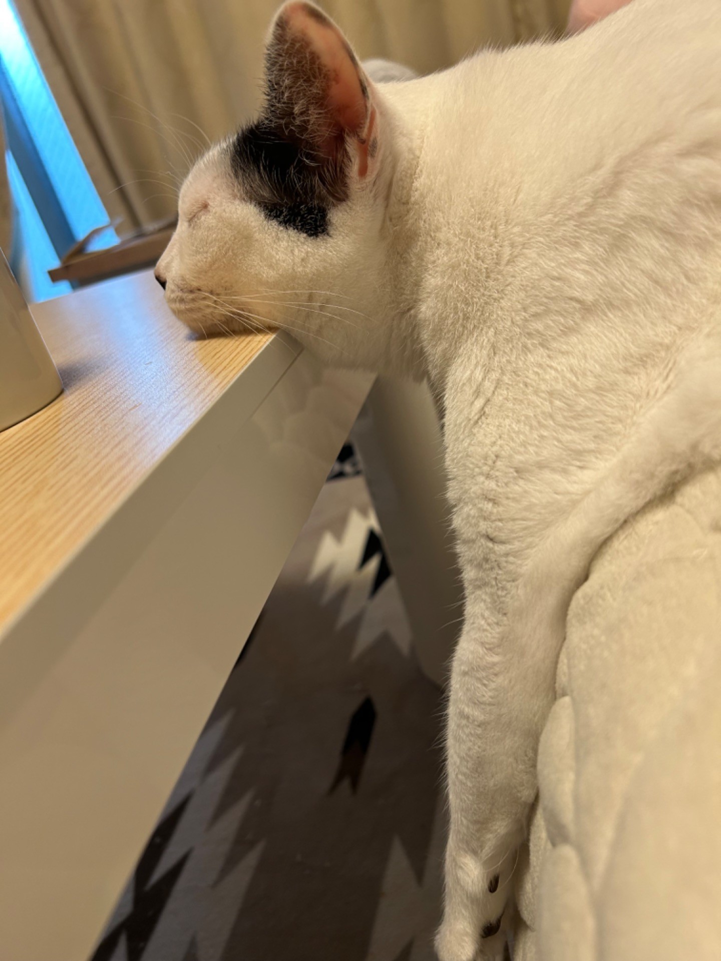 どこでだって寝れるよ