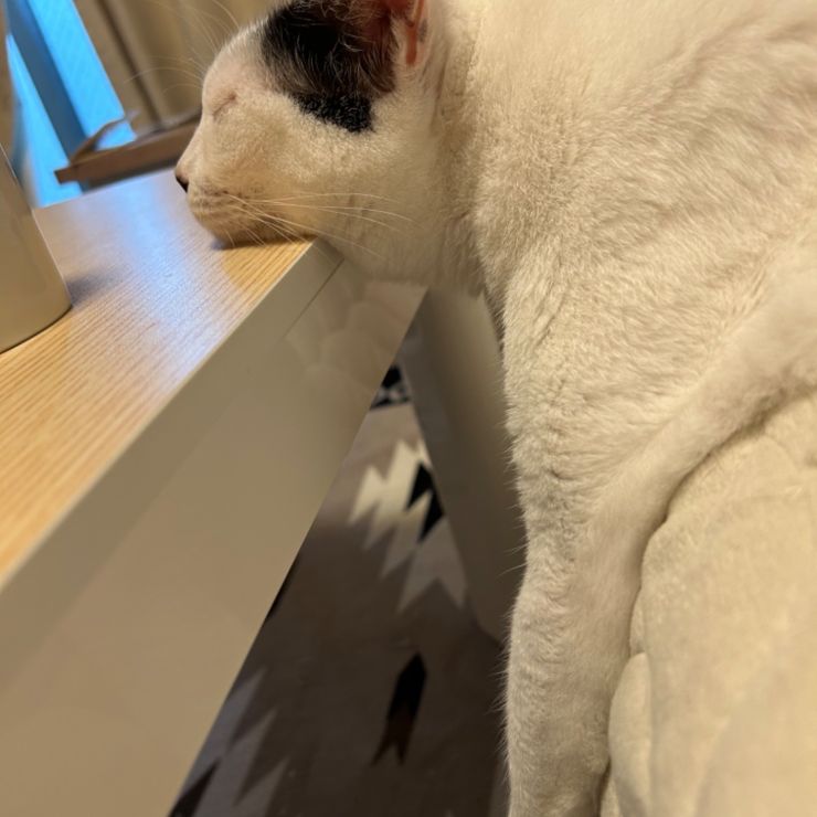 どこでだって寝れるよ